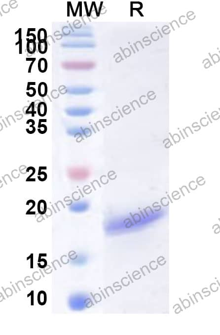 Recombinant FMDV Protein 3A Protein, N-His