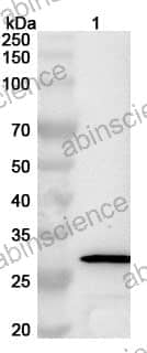Anti-Influenza A virus (H1N1) HA/Hemagglutinin Polyclonal Antibody