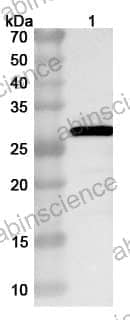 Anti-Influenza A virus (H3N2) HA/Hemagglutinin Polyclonal Antibody