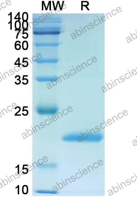Recombinant ASFV I9R Protein, N-His-SUMO