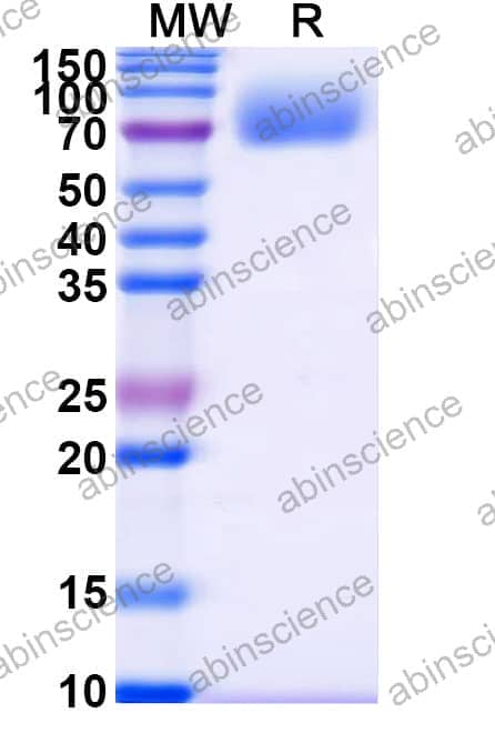 Recombinant DENV-1 Envelope protein E Protein, C-Fc