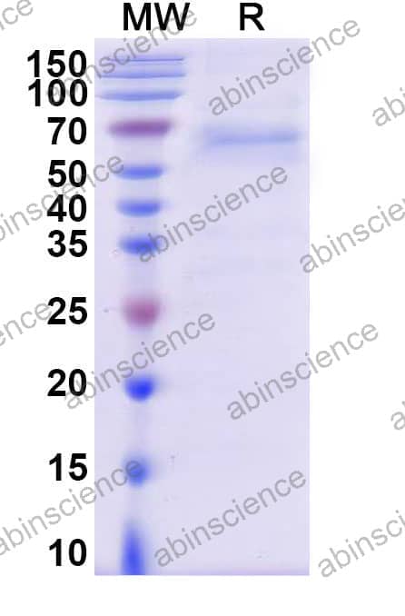 Recombinant DENV-1 Envelope protein E Protein, C-His