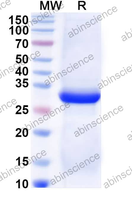 Recombinant DENV-2 Envelope protein E Protein, C-His