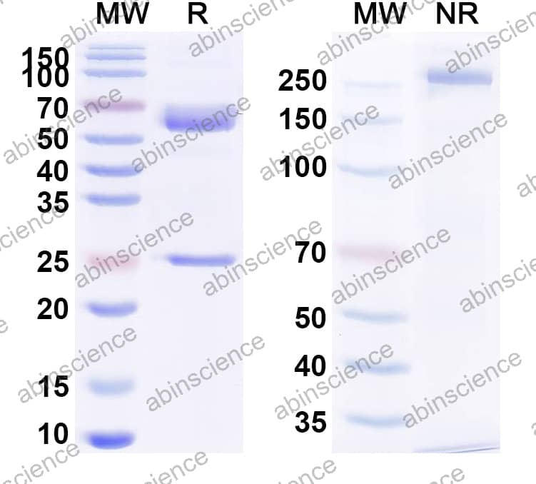 Anti-Vaccinia D8L Antibody (LA5)