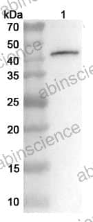 Anti-JEV Envelope protein E Polyclonal Antibody
