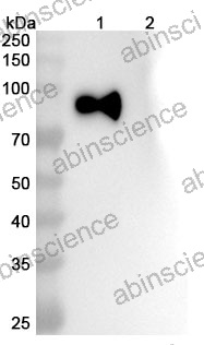 InVivoMAb Anti-SARS-CoV-2 S2/Spike glycoprotein 2 Antibody (28D9)