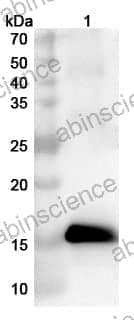 Anti-MPXV A42R/Profilin Polyclonal Antibody