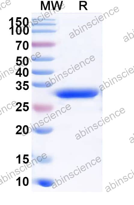 Recombinant ASFV p12/PO61R Protein, N-GST & C-His