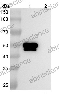 InVivoMAb Anti-SARS-CoV NP/Nucleoprotein Antibody (CR3018)