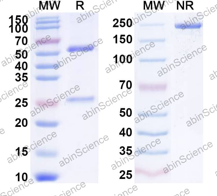 Anti-Cocaine/Benzoylecgonine Antibody (SAA2134)