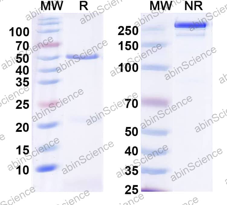 Anti-Cocaine/Benzoylecgonine Antibody (K1-1)