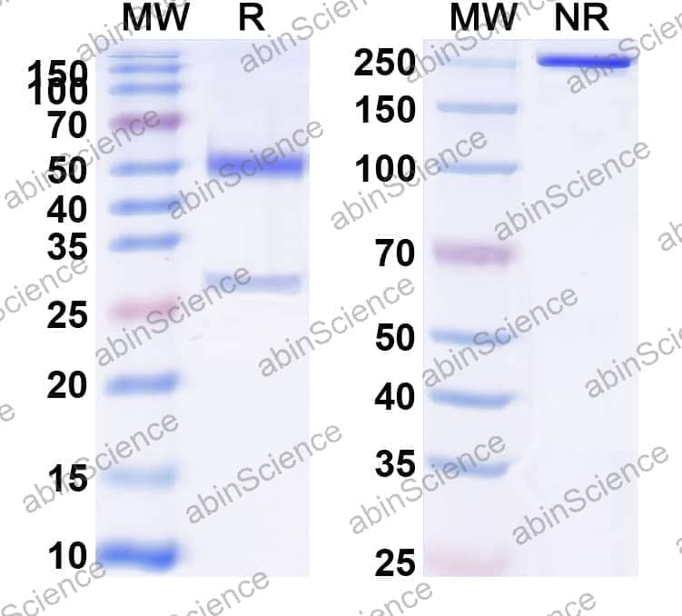 Anti-Cocaine/Benzoylecgonine Antibody (15A10)