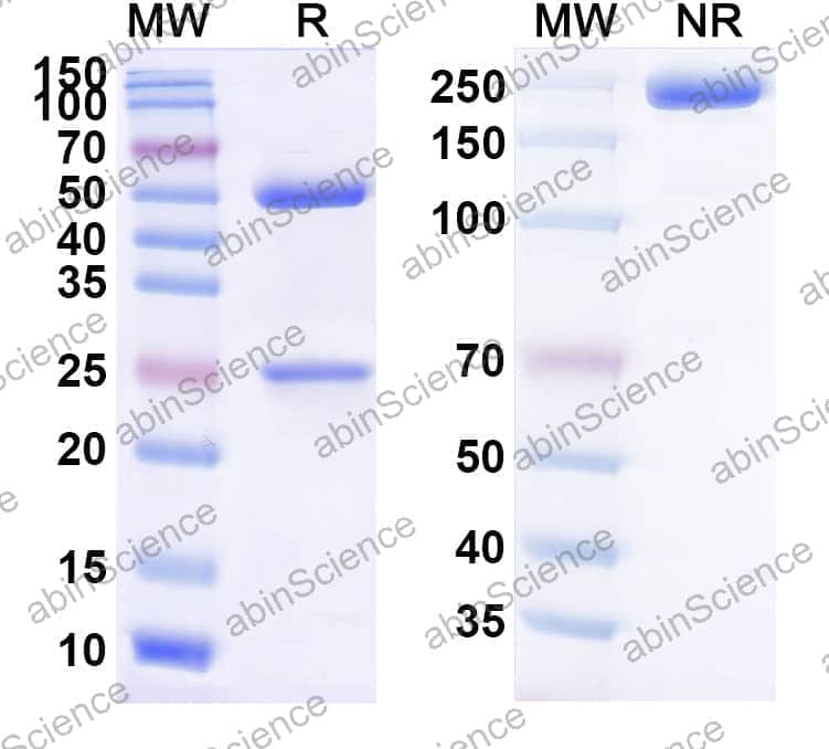 Anti-delta9-THC/Dronabinol Antibody (SAA2135)