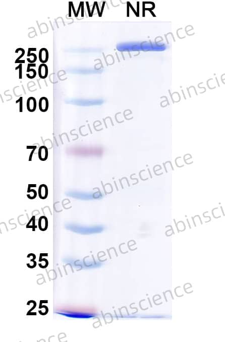 Anti-PGE2/Prostaglandin E2 Antibody (LNK1B)