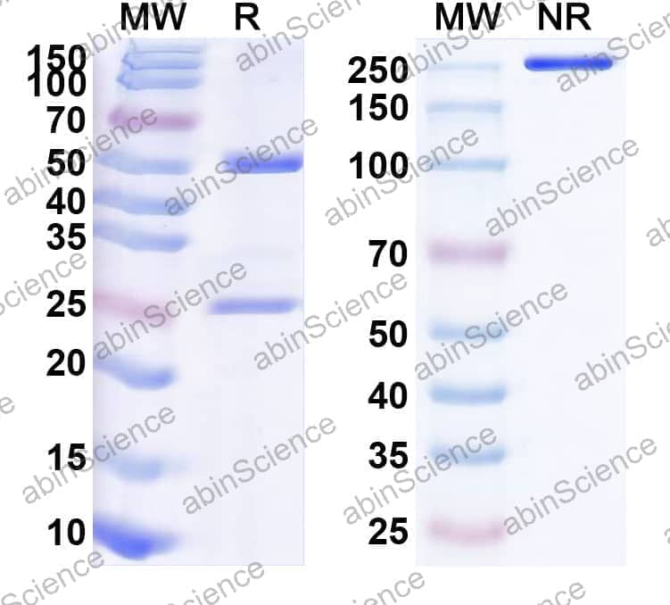 Anti-Morphine Antibody (6G1)