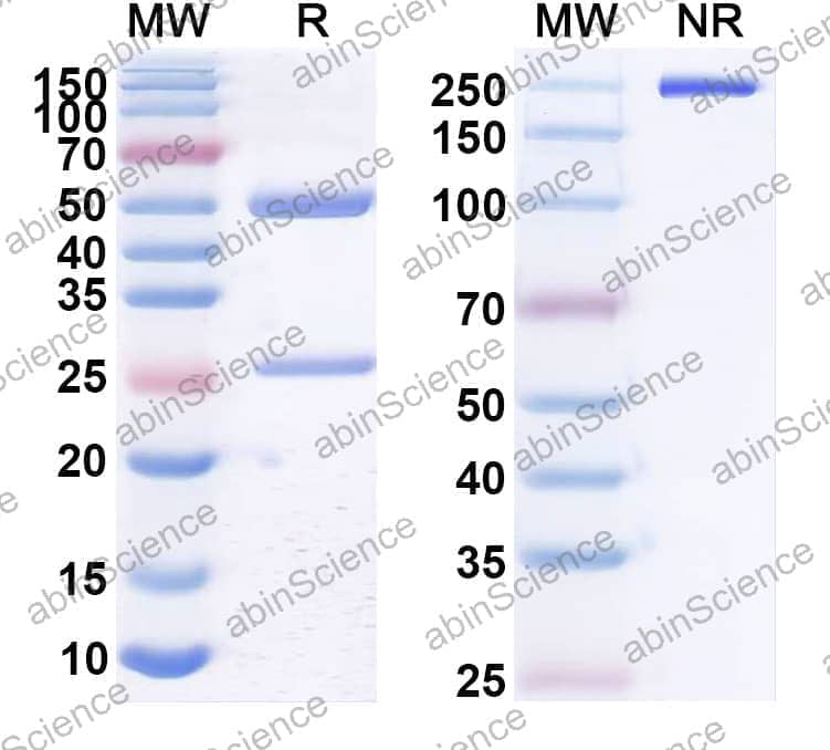 Anti-Morphine Antibody (3K11)