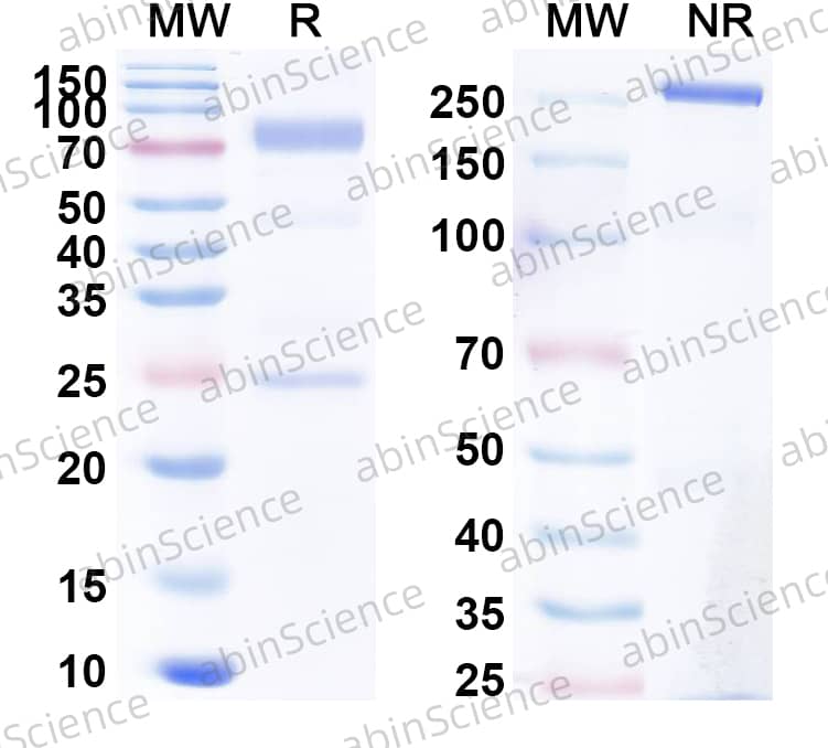 Anti-TNP Monoclonal Antibody (IGEL b4)