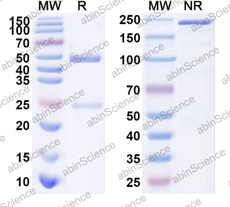 Anti-phOx/2-phenyloxazol-5(4H)-one Antibody (3B6)