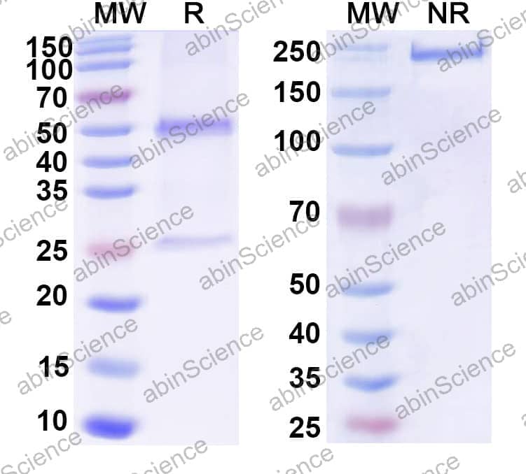 Anti-Human GFAP Antibody (SAA0567)