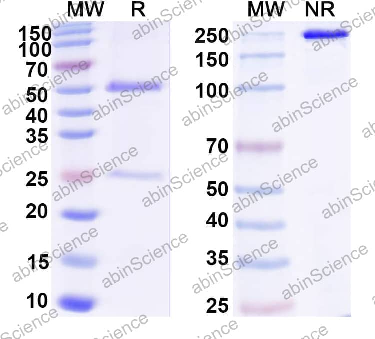 Anti-NP/4-Hydroxy-3-nitrophenylacetic acid Antibody (SAA1379)
