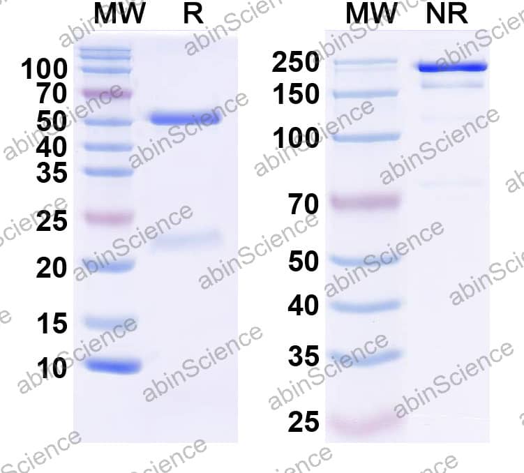 Anti-Fentanyl/FTY Antibody (SAA2409)