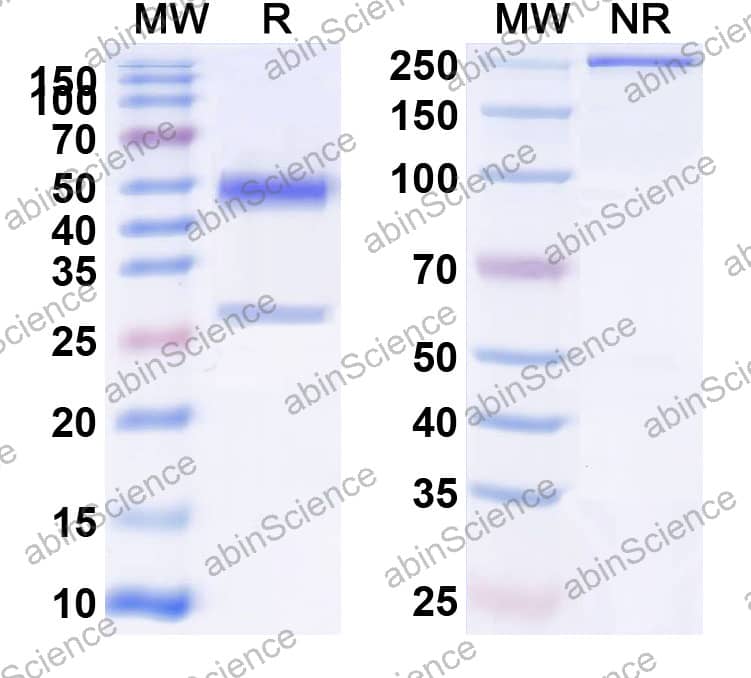 Anti-Fentanyl/FTY Antibody (SAA2410)