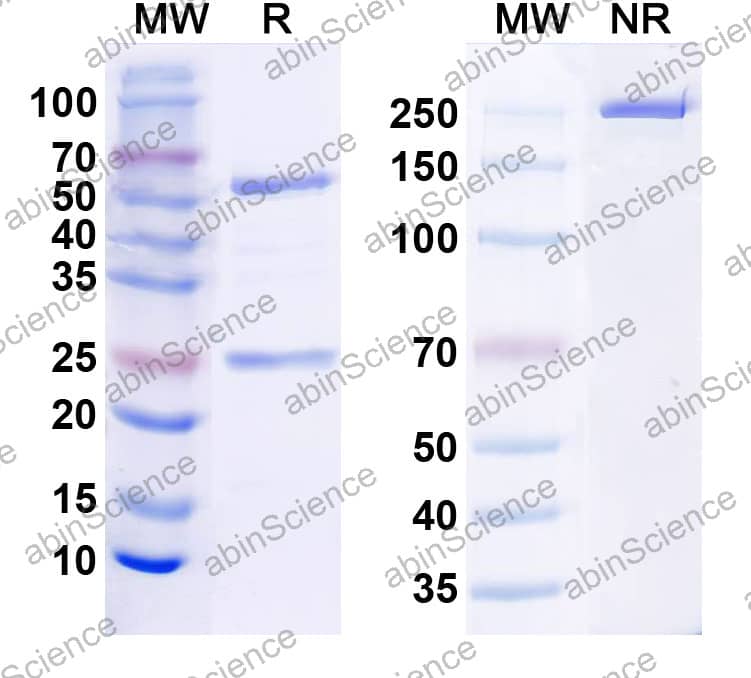 Anti-Fentanyl/FTY Antibody (SAA2411)