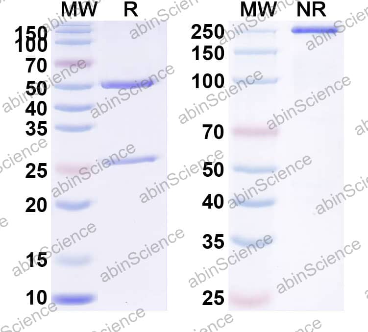Anti-Fentanyl/FTY Antibody (SAA2412)