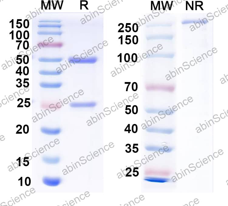 Anti-2,4-Dichlorophenoxyacetic acid/2,4-D Antibody (SAA2414)