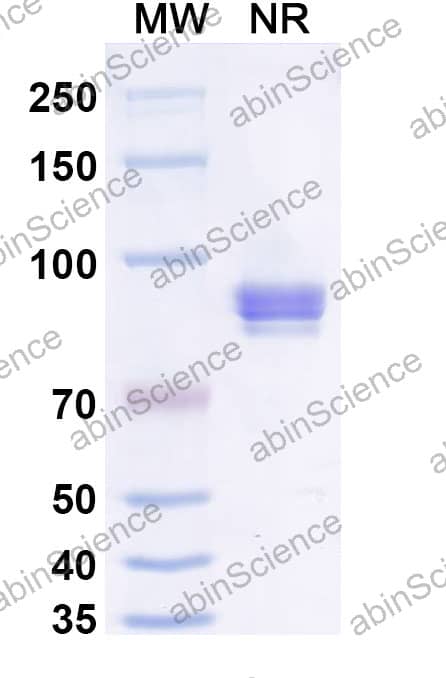 Anti-2,4-Dichlorophenoxyacetic acid/2,4-D Antibody (SAA2419)