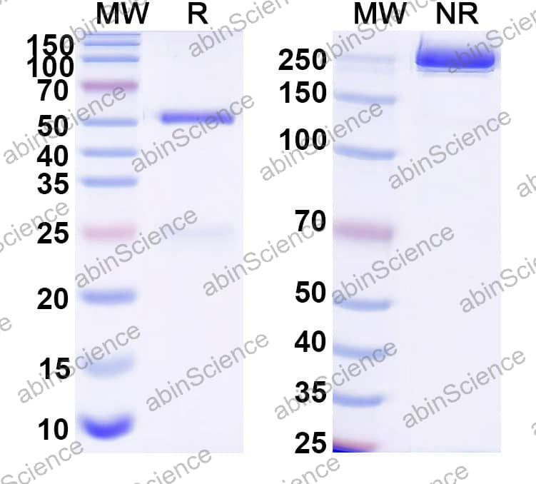 Anti-Tetracycline Antibody (1A461)