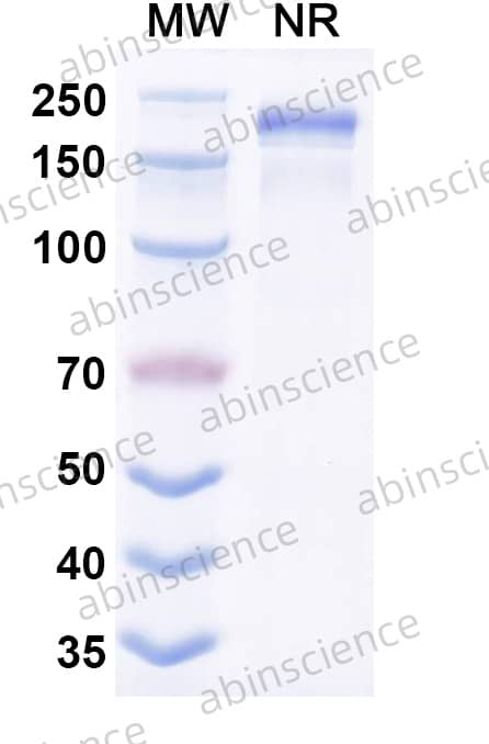 Anti-7-methylguanosine (m7G) Antibody (SAA2426)