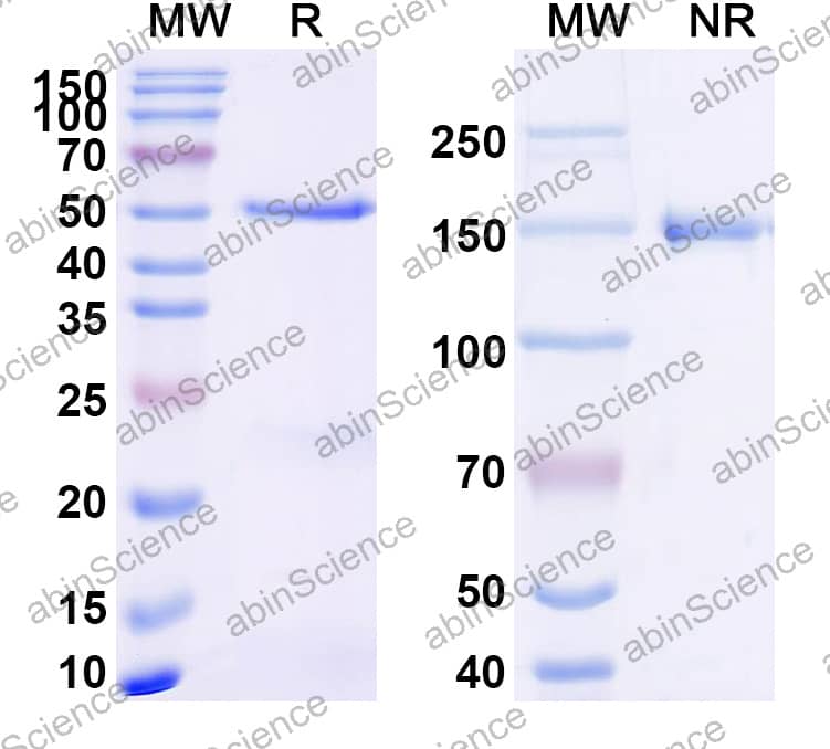 Anti-N1-Phosphohistidine (1-pHis) Antibody (SC1-1)