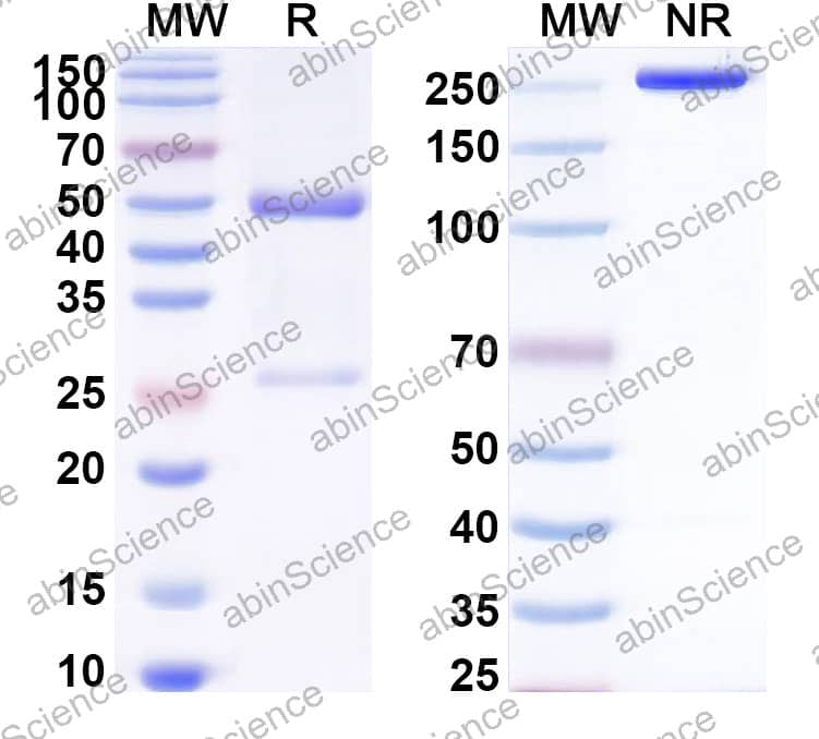 Anti-Phosphatidylinositol-3,4-diphosphate Antibody (SAA2519)