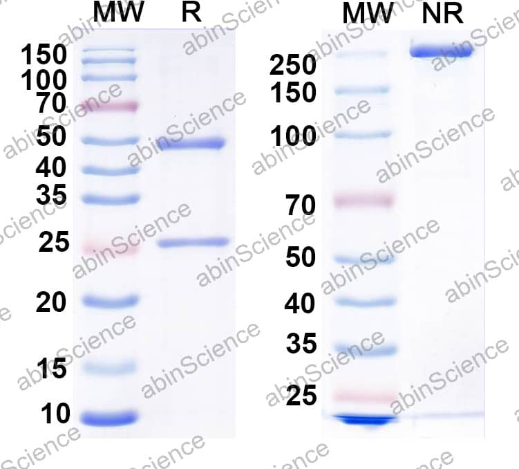 Anti-ASO Antibody (SAA2552)