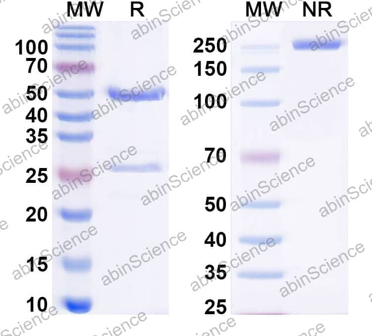 Anti-Pan-pY/pTyr/Phosphotyrosine Antibody (4G10)