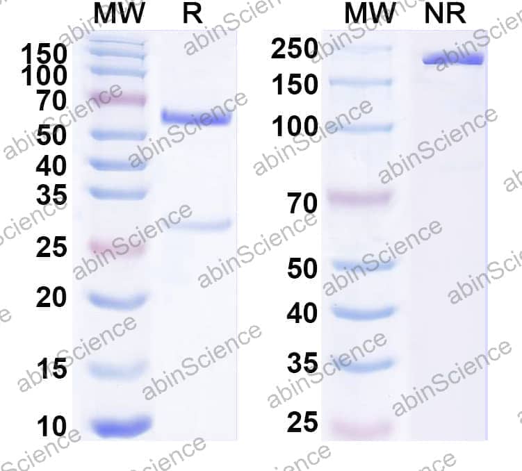 Anti-METH/MDMA Antibody (2F11)