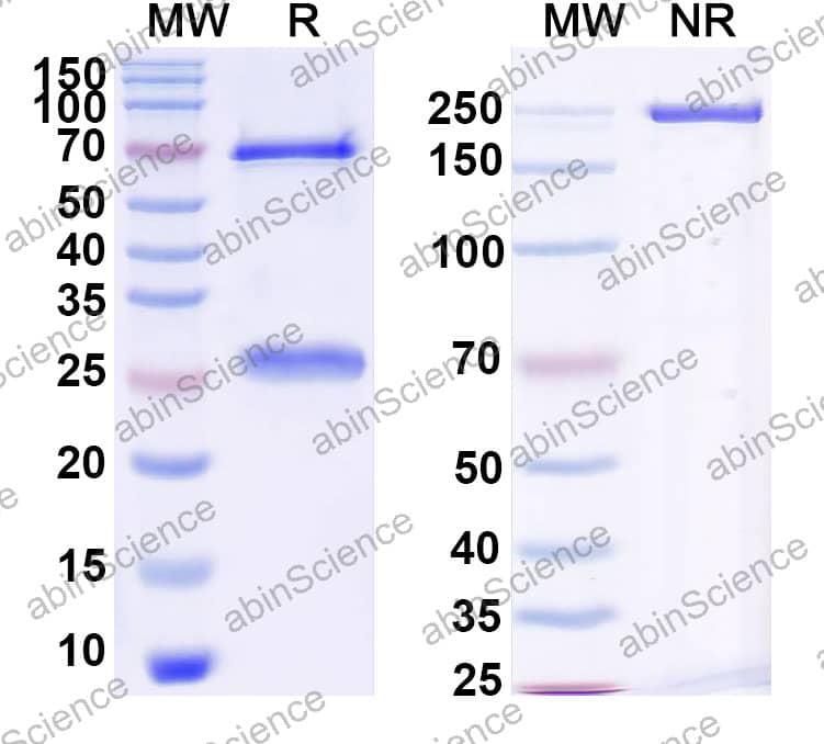 Research Grade Naxitamab