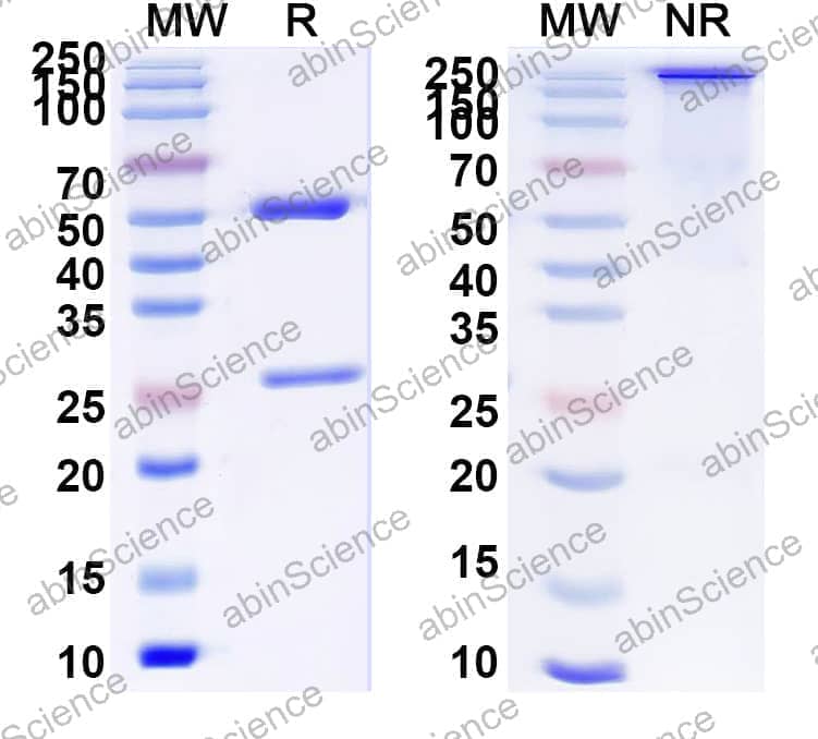 Anti-MPTS Antibody (SAA0786)