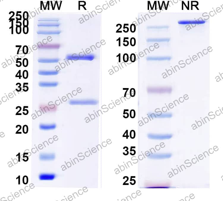 Anti-MPTS Antibody (SAA0789)