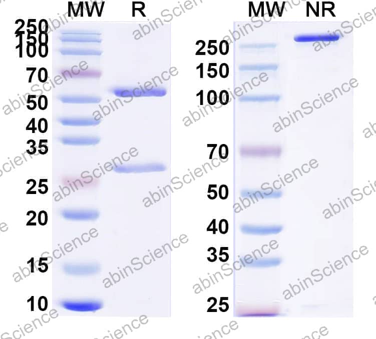 Anti-MPTS Antibody (SAA0790)