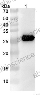 Anti-GFP Tag Antibody (N86/38.1)