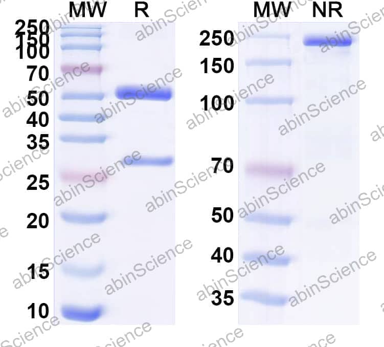 Anti-alpha-Gal Antibody (HKB7)