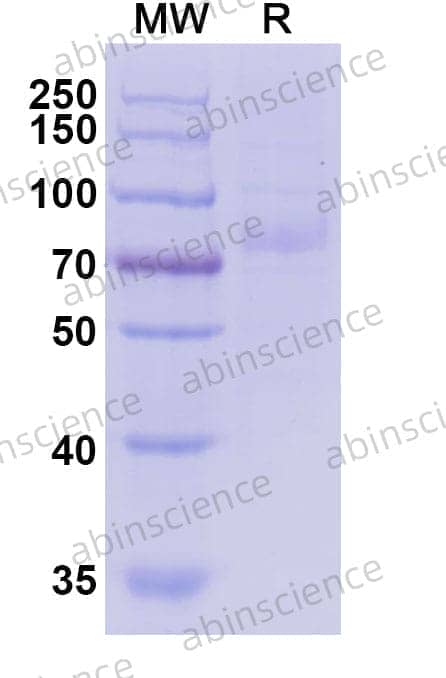 Anti-Nicotine Antibody (NIC311)