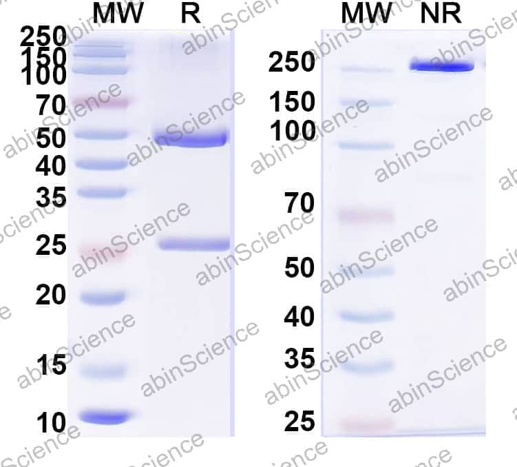 Anti-Heroin Antibody (1F9)