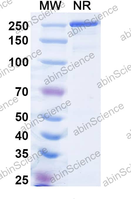 Anti-α-Gal Epitope (Galα1-3Galβ1-4GlcNAc-R) Antibody (M86)