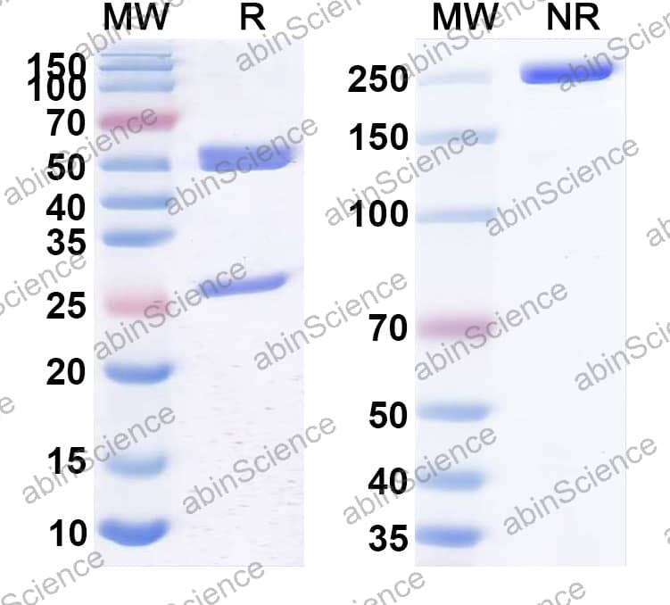 Anti-Francisella tularensis O-polysaccharide/Ft O-antigen Antibody (N62)