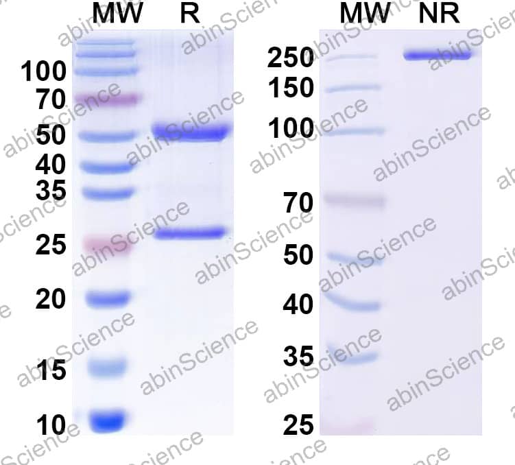 Anti-Francisella tularensis LPS/Lipopolysaccharide Antibody (11B7)