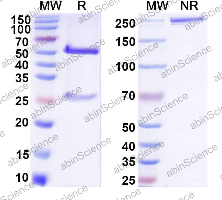 Anti-Dabigatran Etexilate Antibody (SAA0560)