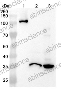 Anti-Flag Tag (DYKDDDDK) Antibody (M2)